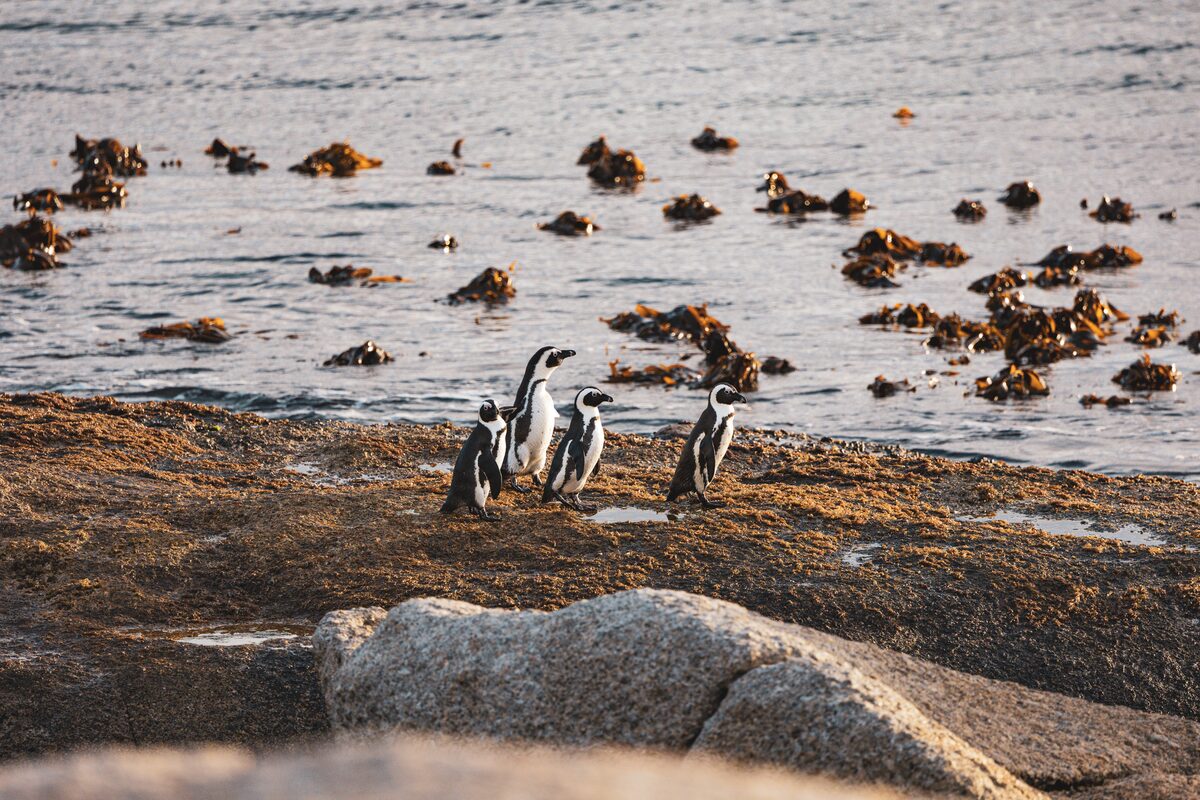 Penguins at Boulders Beach