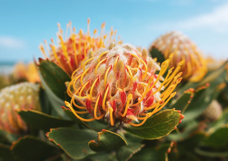 Pincushion protea in the garden