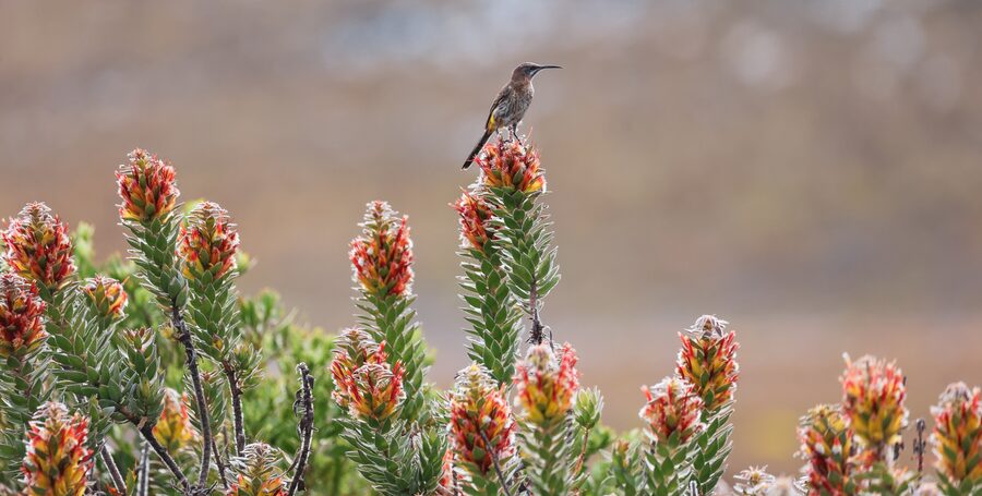 Sunbird on fynbos