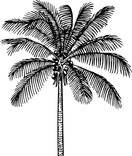 Palm Rock