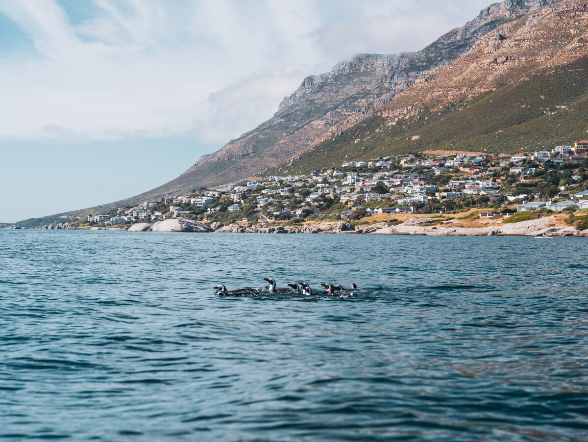 The bay and mountains of the Cape Peninsula