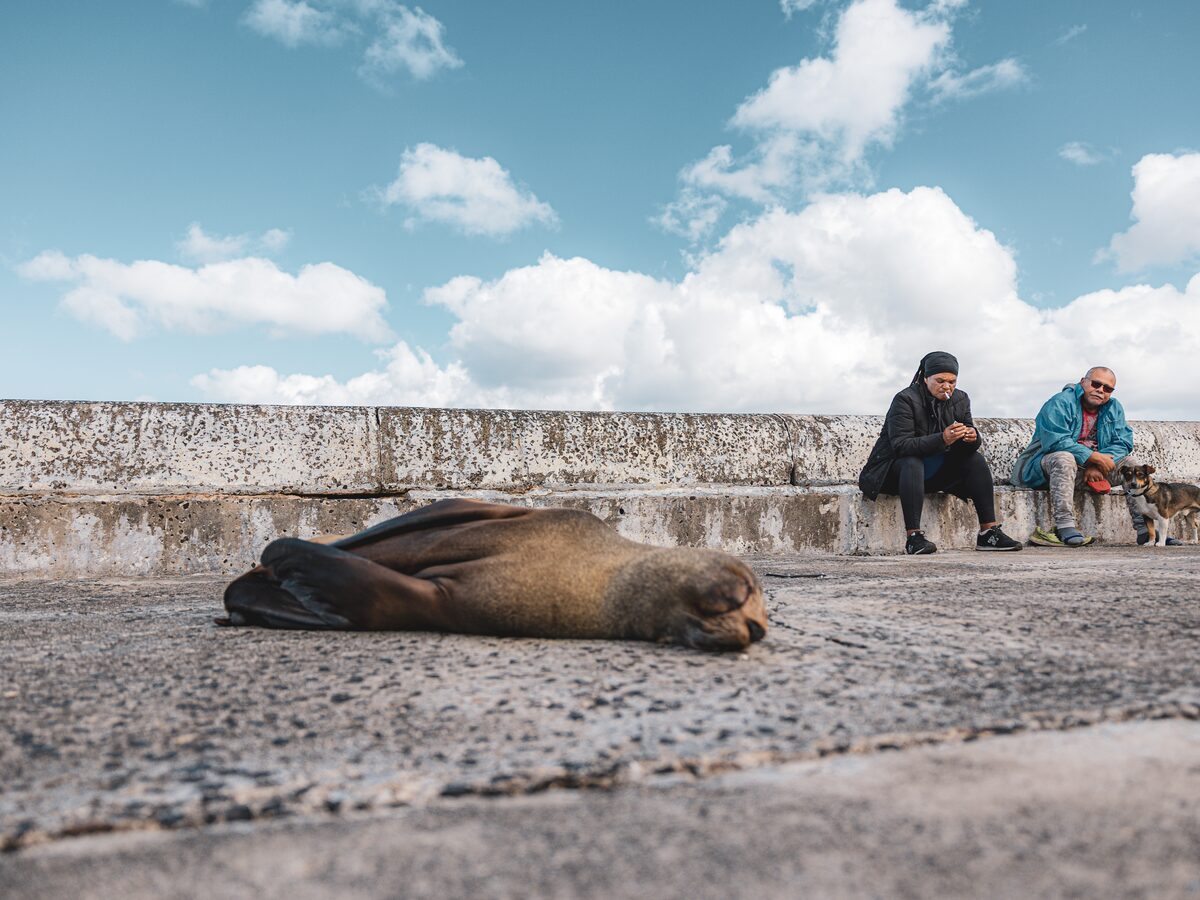 Seal on the harbour wall at Kalk Bay